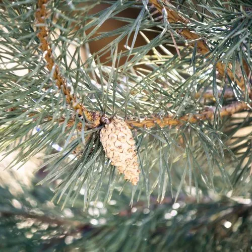 Natura in Ruscoletta
